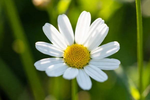 Rumianek – zastosowanie w kosmetykach, suplementach i ziołach